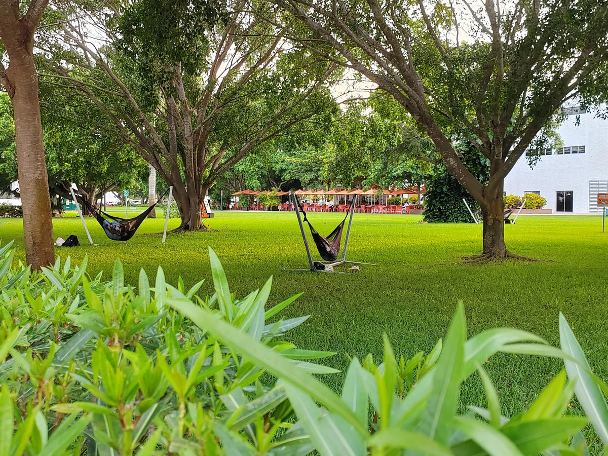 A view of the garden hammocks through foreground greenery.