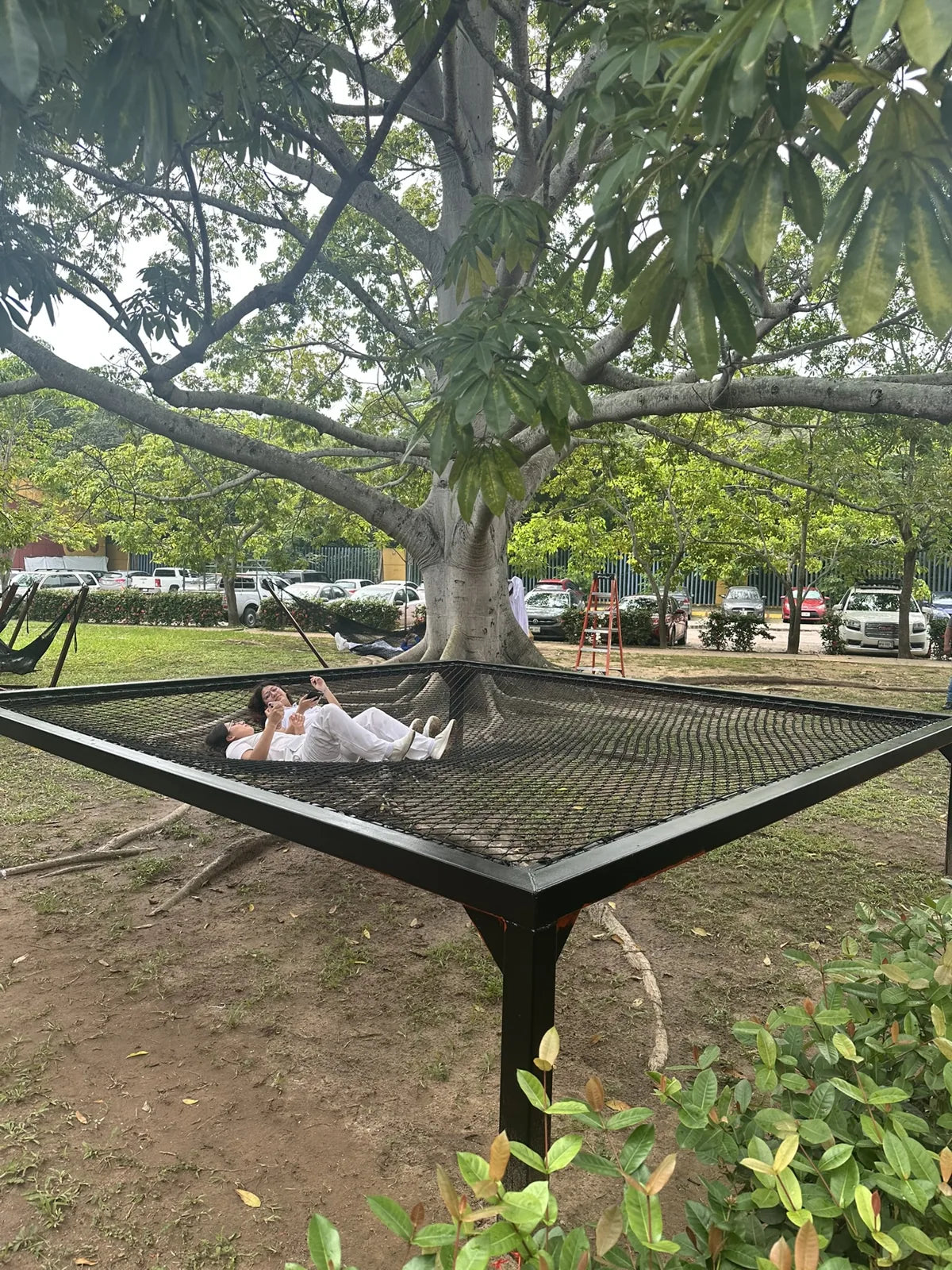 The collective net seen from a corner of its black frame around a tree trunk.